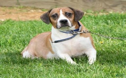 Beabull dogs for sale: Angie - Image 16