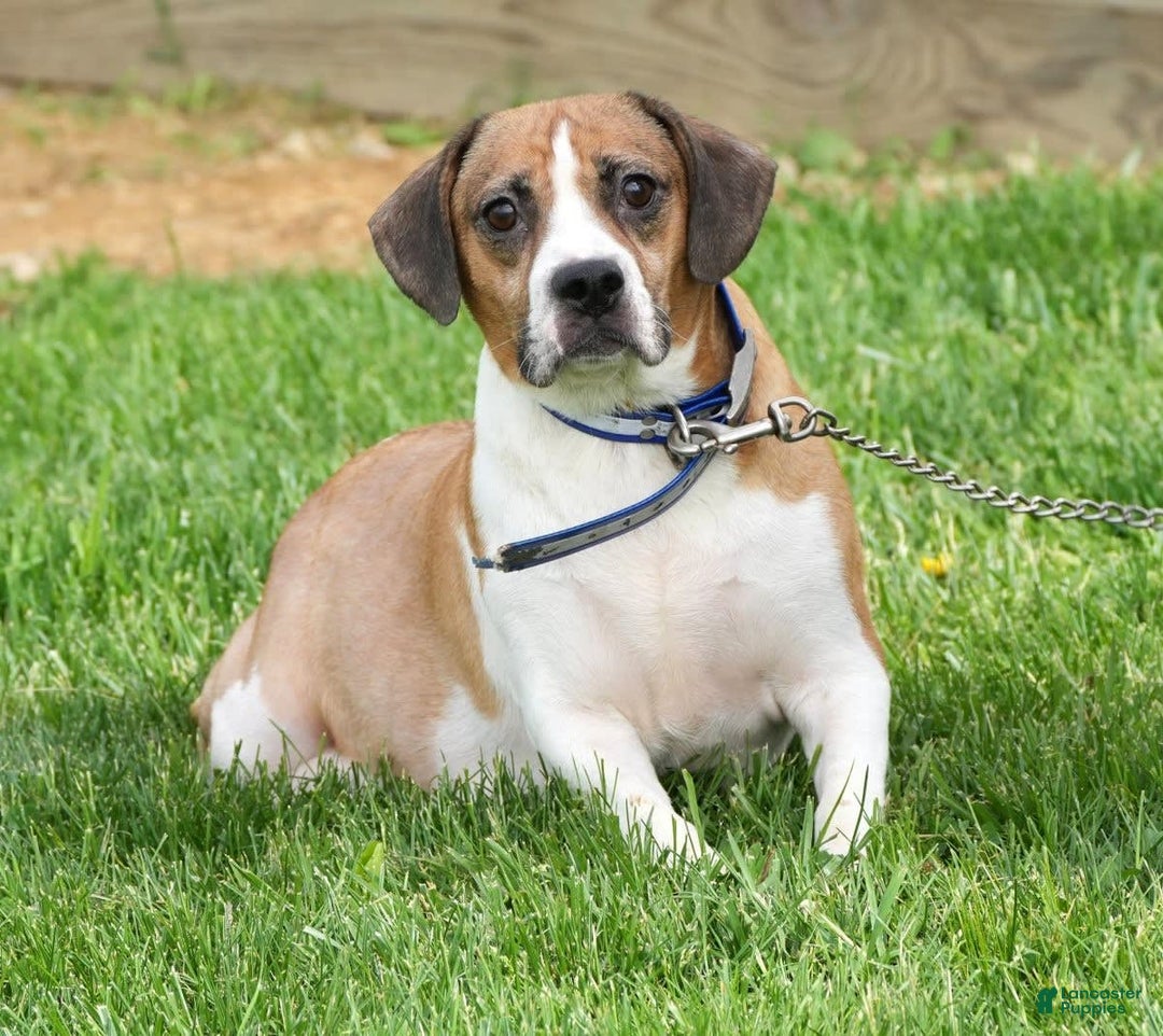 Beabull dogs for sale: Angie - Image 16