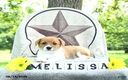Welsh Corgi Pembroke dogs for sale: Welsh Corgi (Pembroke) 7 puppies - Image 13