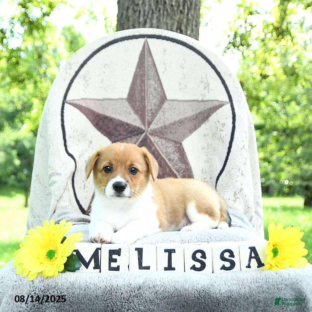 Welsh Corgi Pembroke dogs for sale: Welsh Corgi (Pembroke) 7 puppies - Image 13