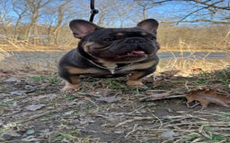 French Bulldog dogs for sale: Lonnie Leonidas - Image 3