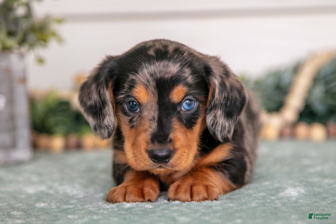 Miniature Dachshund dogs for sale: Patches - Image 2
