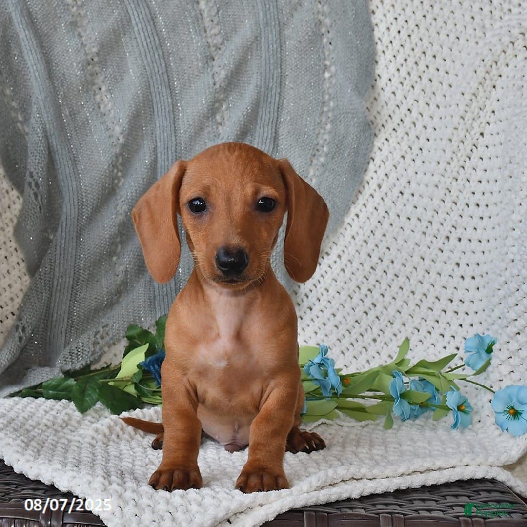 Miniature Dachshund dogs for sale: Miniature Dachshund 6 puppies - Image 18