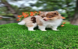 Pomeranian dogs for sale: Puffin - Listing for pets: Puffin - Image 2