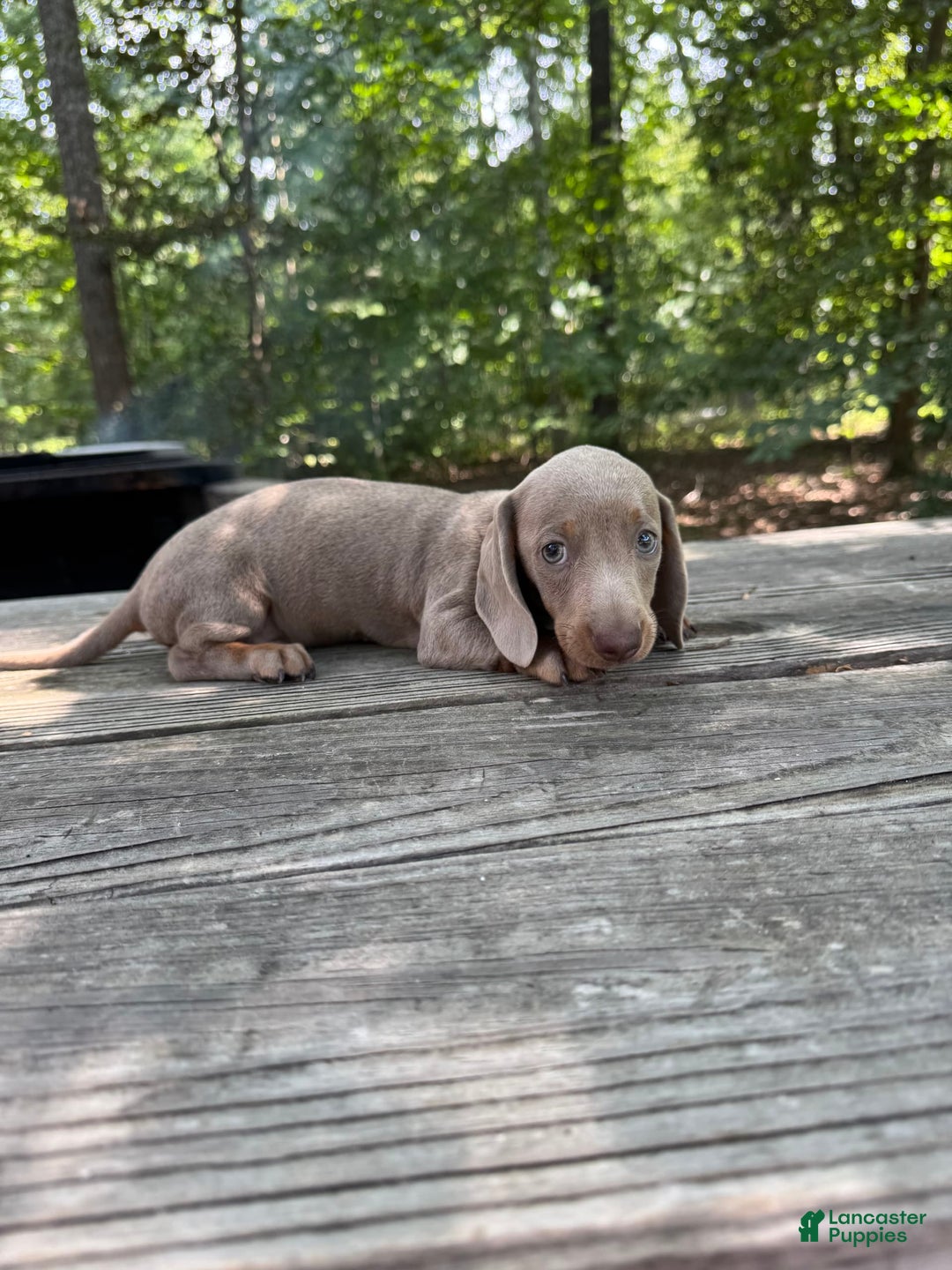 Miniature Dachshund dogs for sale: Cooper - Image 4