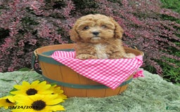 Cavapoo dogs for sale: Princess - Image 17
