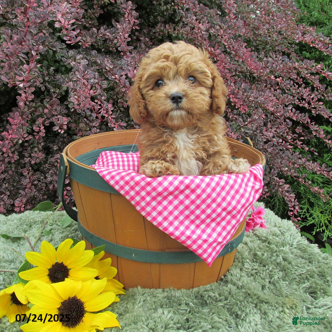 Cavapoo dogs for sale: Princess - Image 17