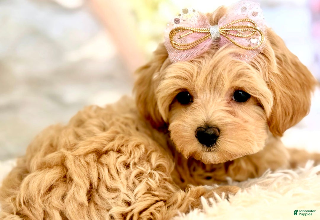 Maltipoo dogs for sale: Dark Pink Collar - Image 25
