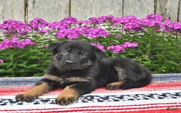 German Shepherd dogs for sale: Megan - Image 6