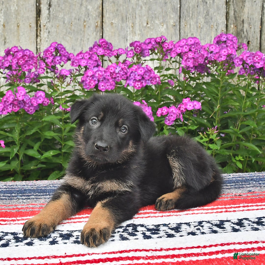 German Shepherd dogs for sale: Megan - Image 6