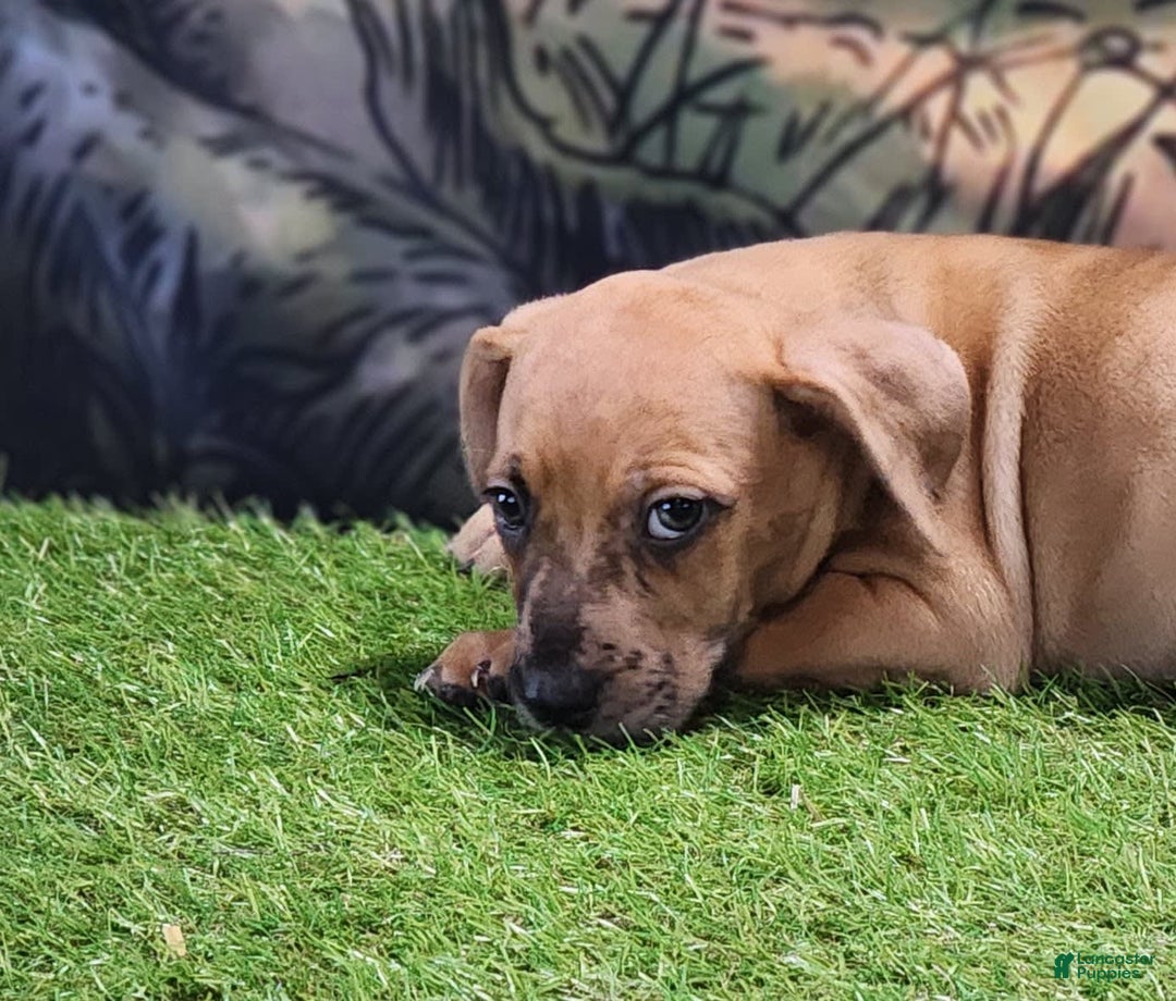 Catahoula Leopard Dog dogs for sale: Houdini 2025 Female 1 - Image 12