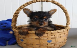 Yorkshire Terrier dogs for sale: Mandy - Extra Small - Image 2