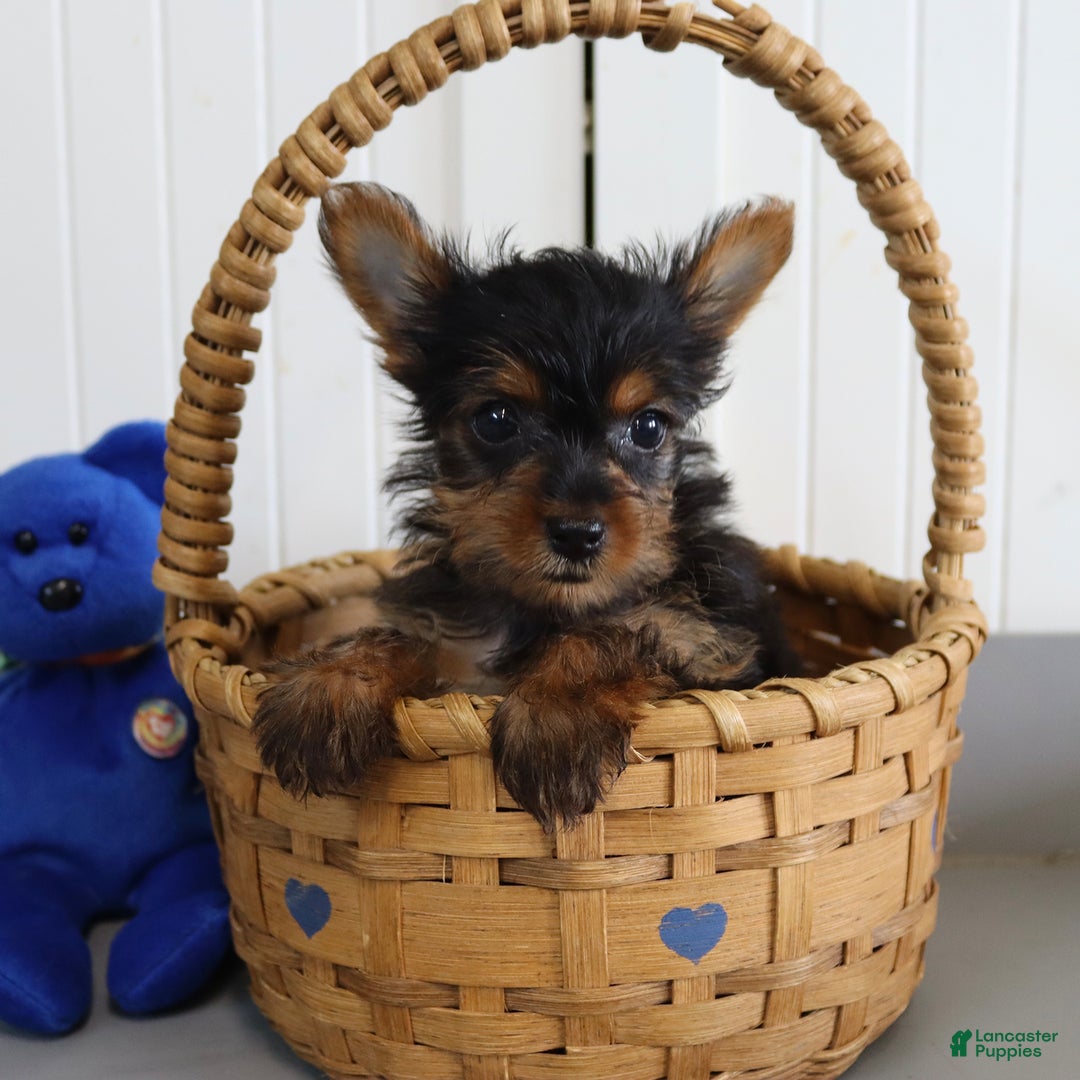 Yorkshire Terrier dogs for sale: Mandy - Extra Small - Image 2