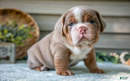 Beabull dogs for sale: Sweetie - Image 1