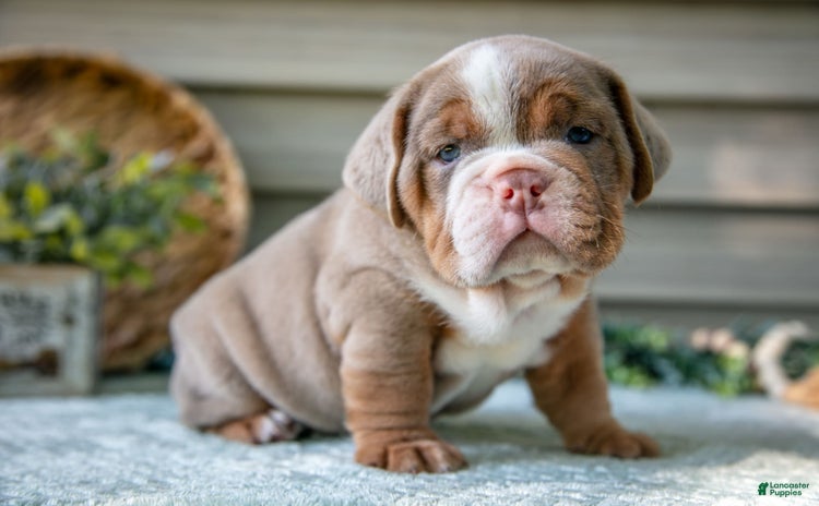 Beabull dogs for sale - Ad 4