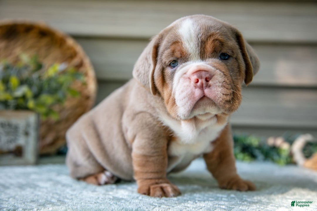 Beabull dogs for sale: Sweetie - Image 1