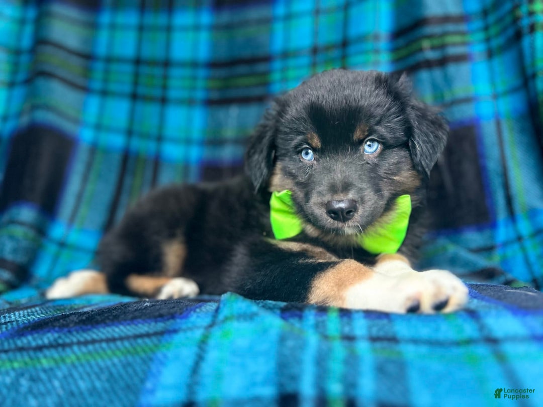 Miniature Australian Shepherd dogs for sale: Moose - Image 7