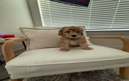 Mini Aussiedoodle dogs for sale: Louie - Image 6