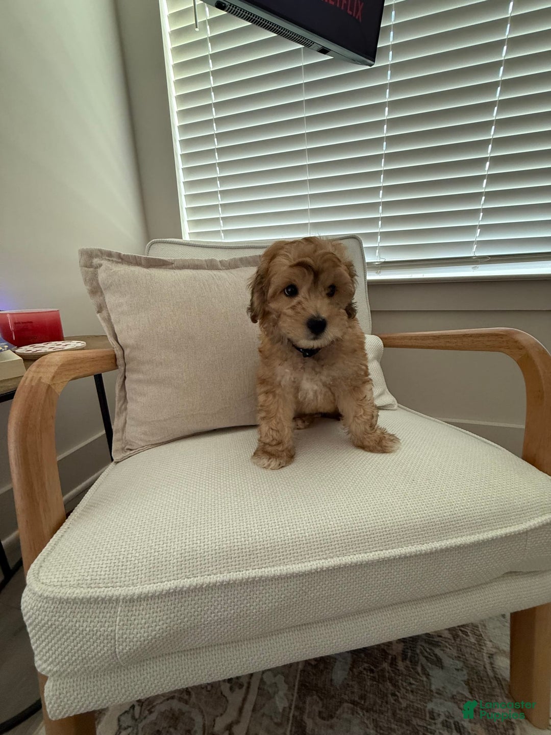 Mini Aussiedoodle dogs for sale: Louie - Image 6