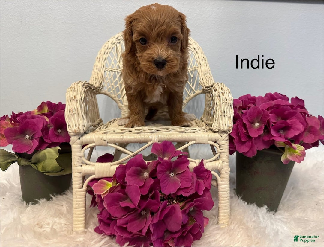 Maltipoo dogs for sale: Indie - Image 4