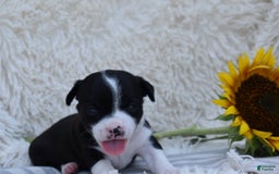 Chihuahua dogs for sale: Nord - Image 1