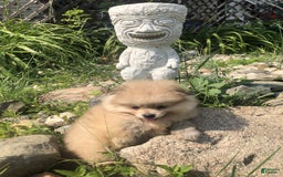 Pomeranian dogs for sale: Sable - Image 2