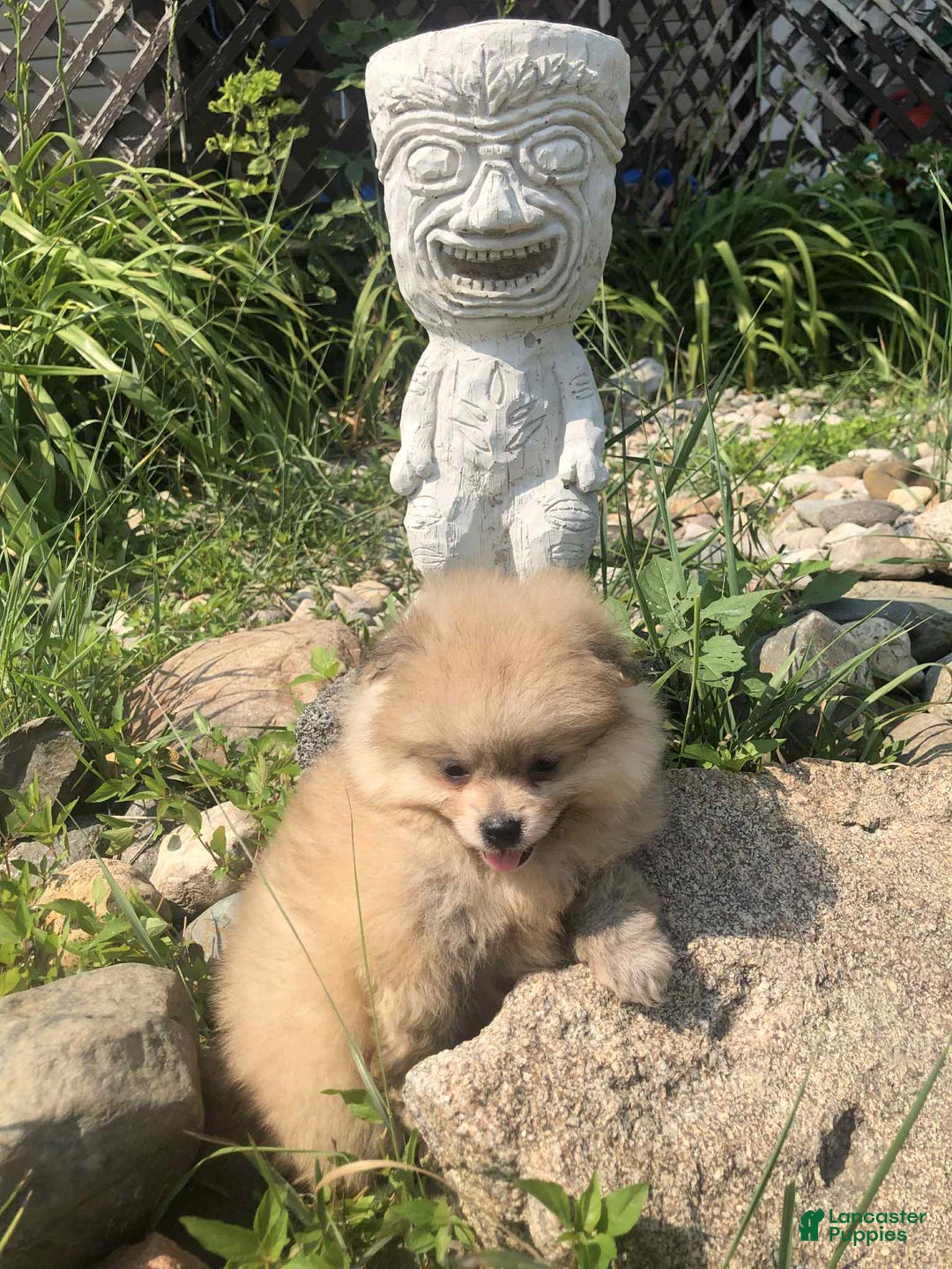 Pomeranian dogs for sale: Sable - Image 2