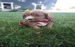 Cavapoo dogs for sale: Tanner - Image 10