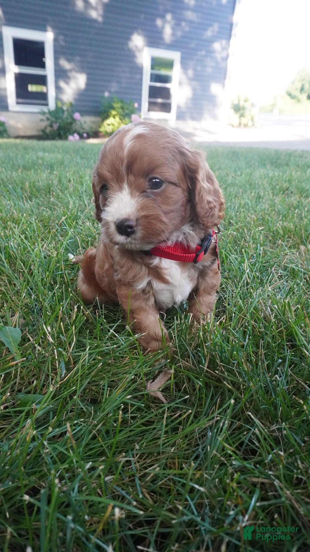 Cavapoo dogs for sale: Tanner - Image 10