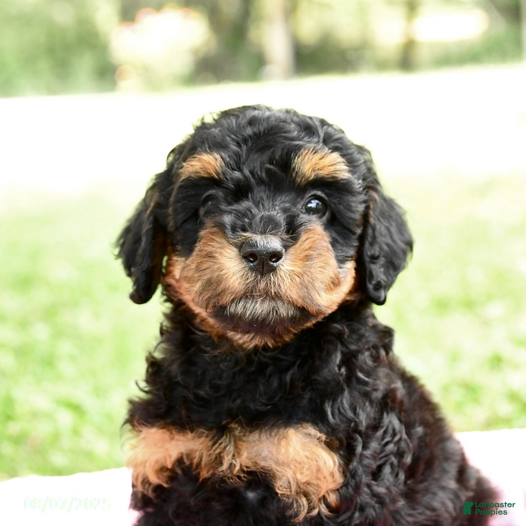 Miniature Poodle dogs for sale: Elsa - Image 3