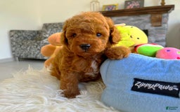 Toy Poodle dogs for sale: Jack - Image 2