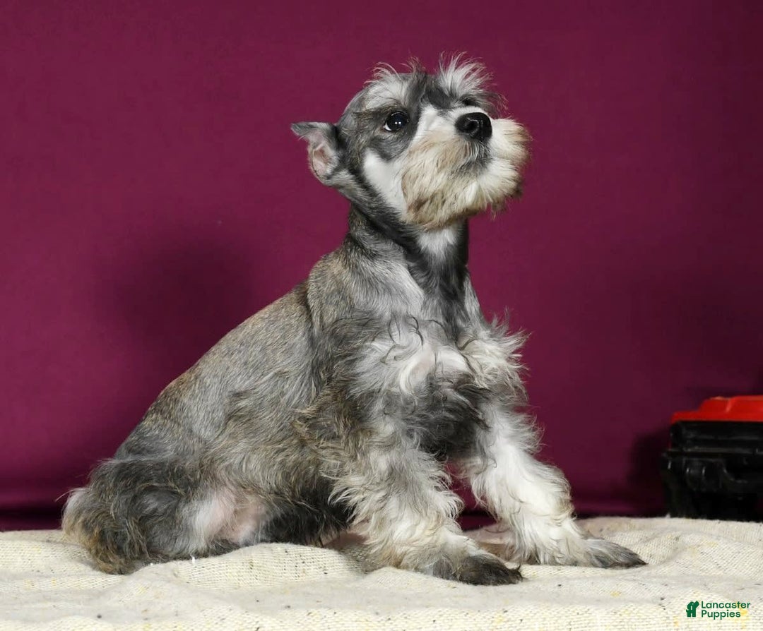 Miniature Schnauzer dogs for sale: Kona - Image 5