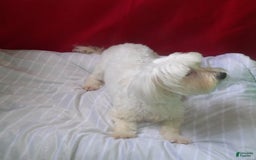 Maltese dogs for sale: Jackie - Image 5