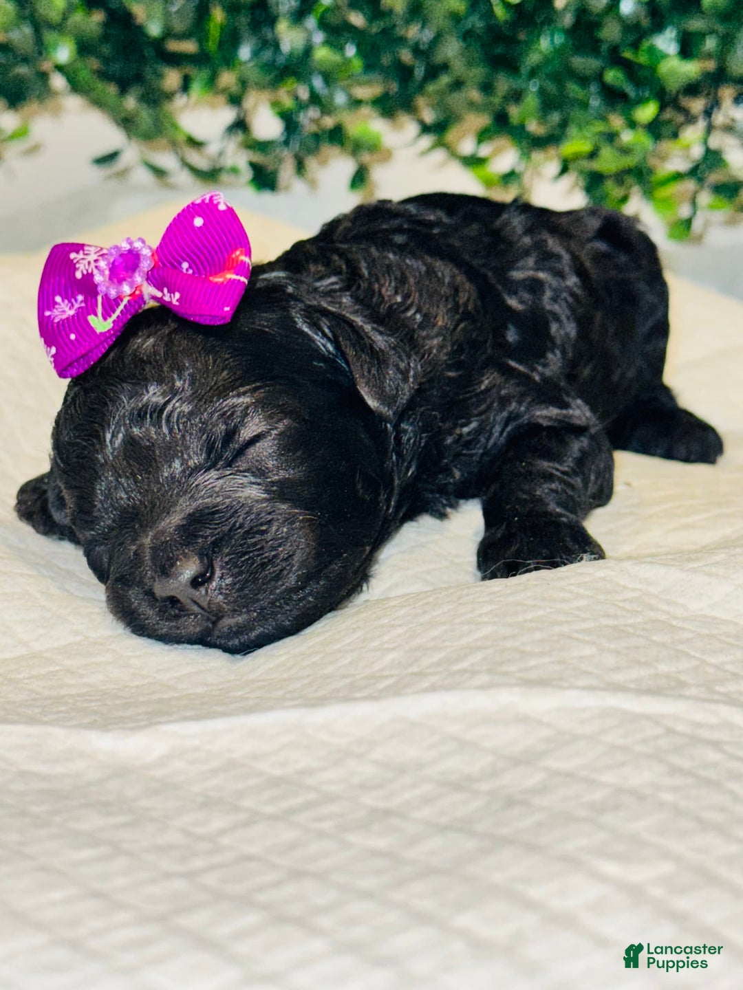 Miniature Poodle dogs for sale: Skye - Image 2