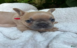 French Bulldog dogs for sale: Lucy - Image 4