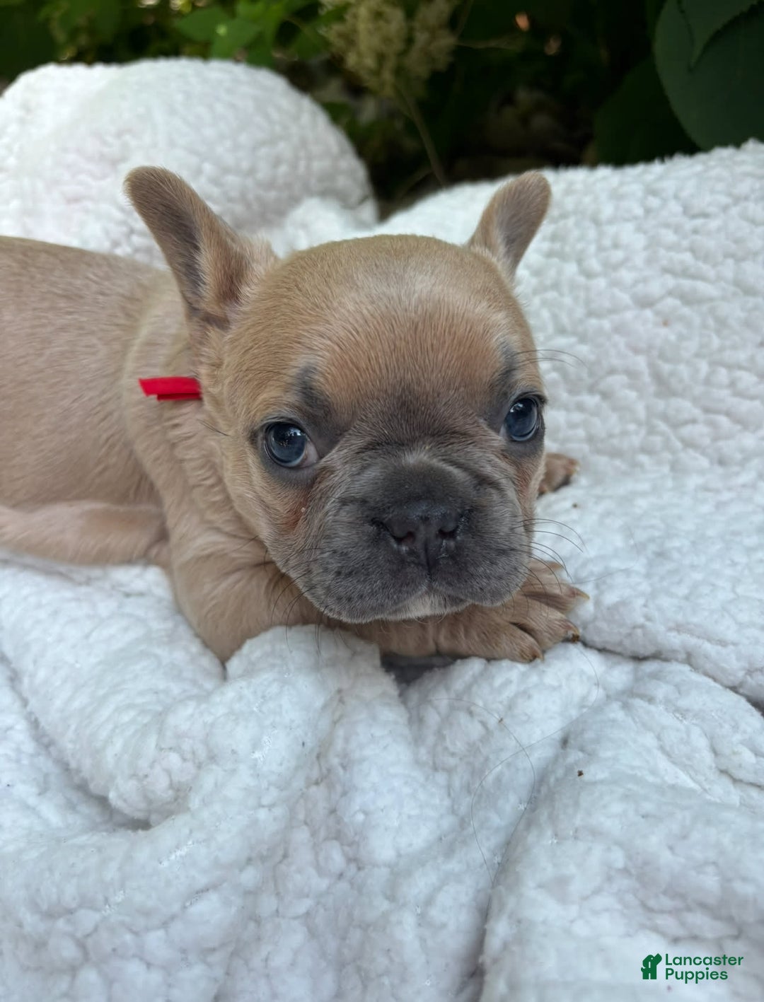 French Bulldog dogs for sale: Lucy - Image 4