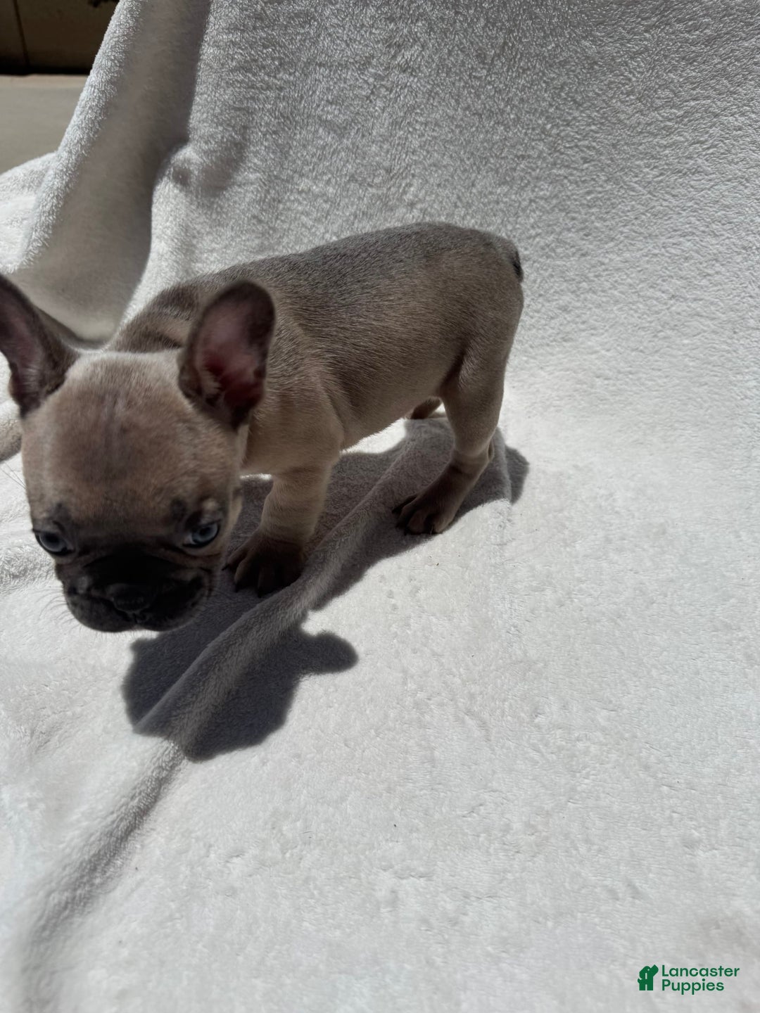 French Bulldog dogs for sale: Cassie - Image 9