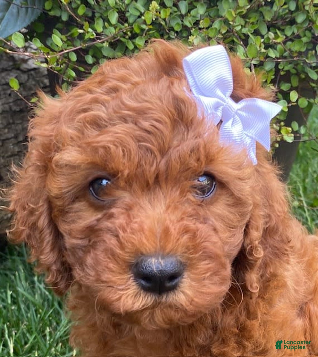 Cavapoo dogs for sale: Olivia - Image 1