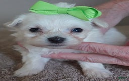 Maltipoo dogs for sale: Beans - Image 24