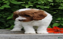 Cavapoo dogs for sale: Cavapoo 5 puppies - Image 14