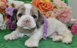 Cocker Spaniel dogs for sale: Akcarielsablepartimerleblueeyescockerpuppy - Image 5