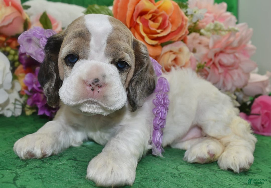 Cocker Spaniel dogs for sale: Akcarielsablepartimerleblueeyescockerpuppy - Image 5