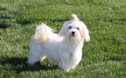 Morkie dogs for sale: Skipper - Image 24