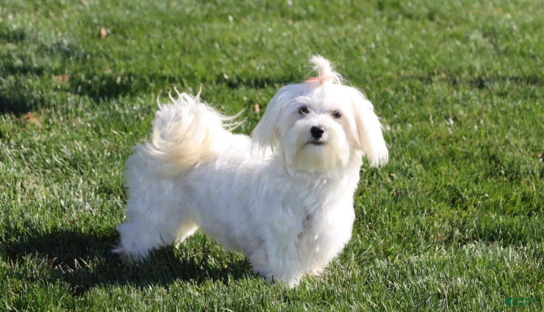 Morkie dogs for sale: Skipper - Image 24