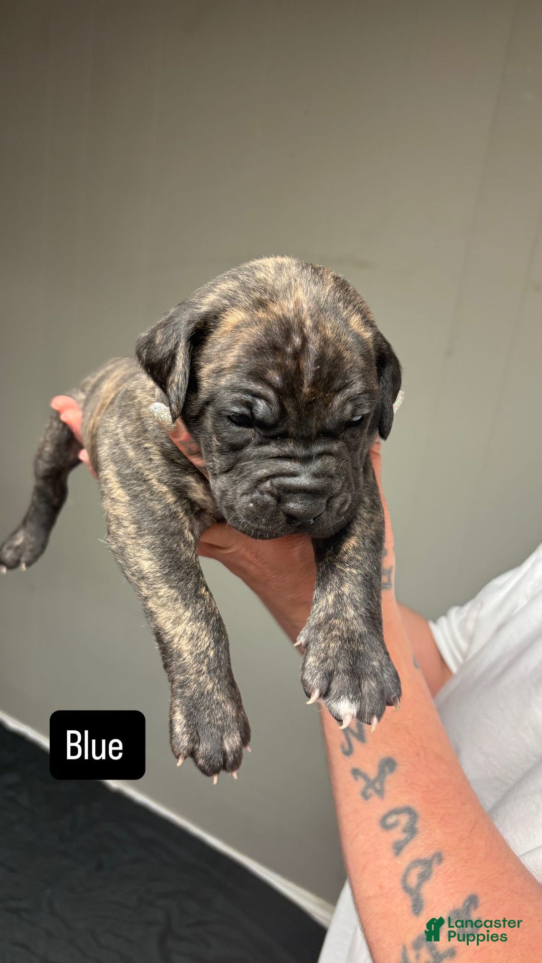 Cane Corso dogs for sale: Blue - Image 2