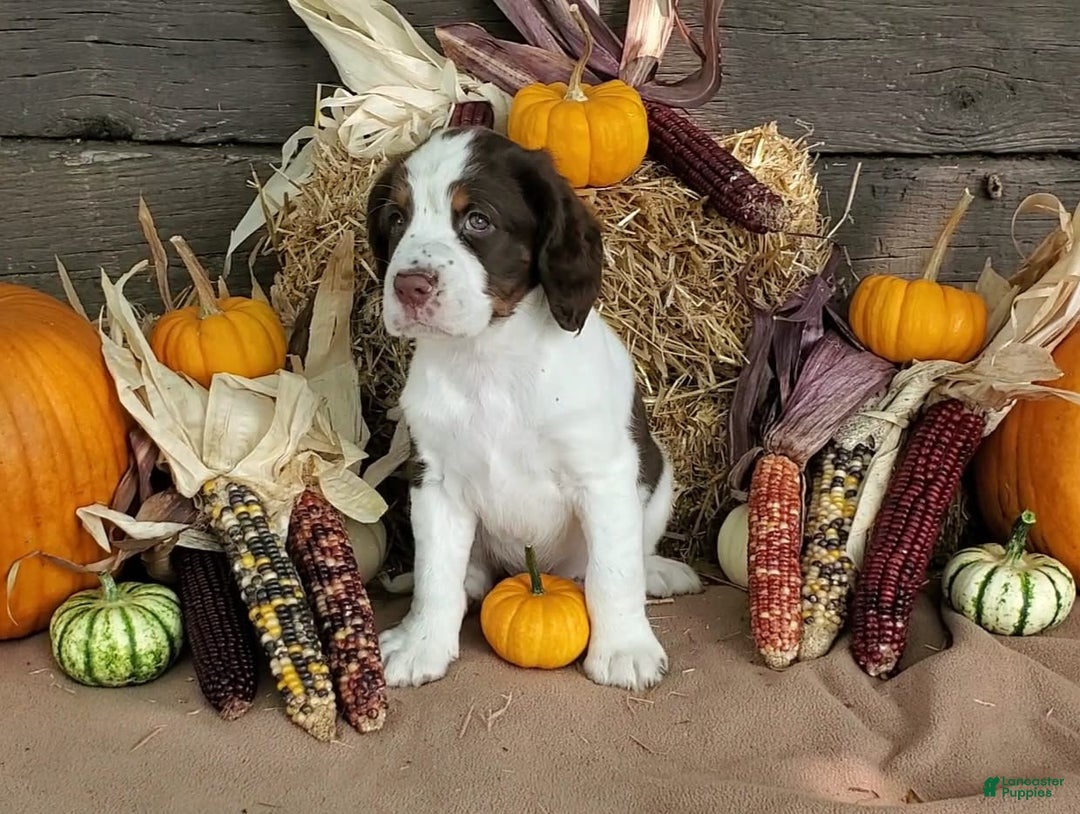 English Springer Spaniel dogs for sale: Buck - Image 1