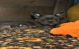 Frenchton dogs for sale: Boy 2 - Image 1
