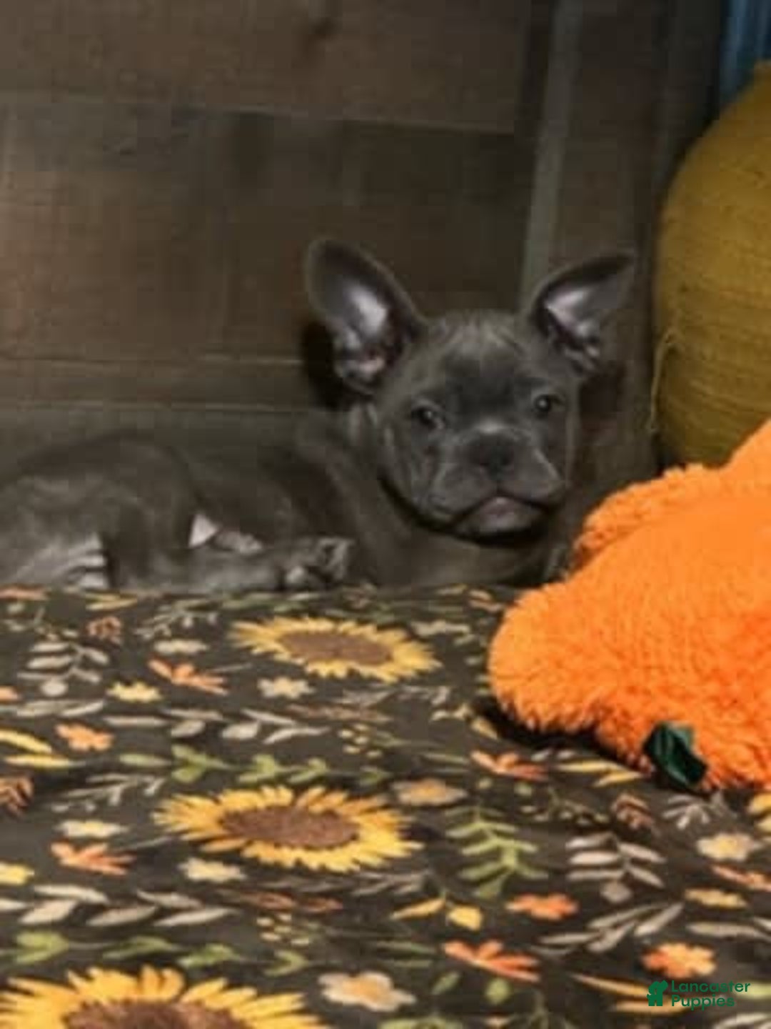 Frenchton dogs for sale: Boy 2 - Image 1