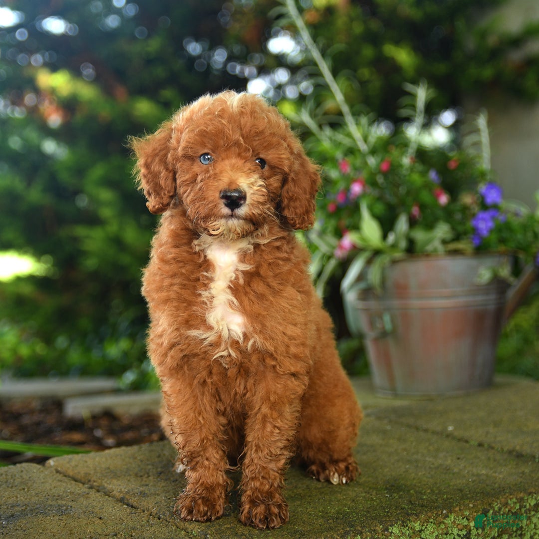 Miniature Poodle dogs for sale: Red - Image 5