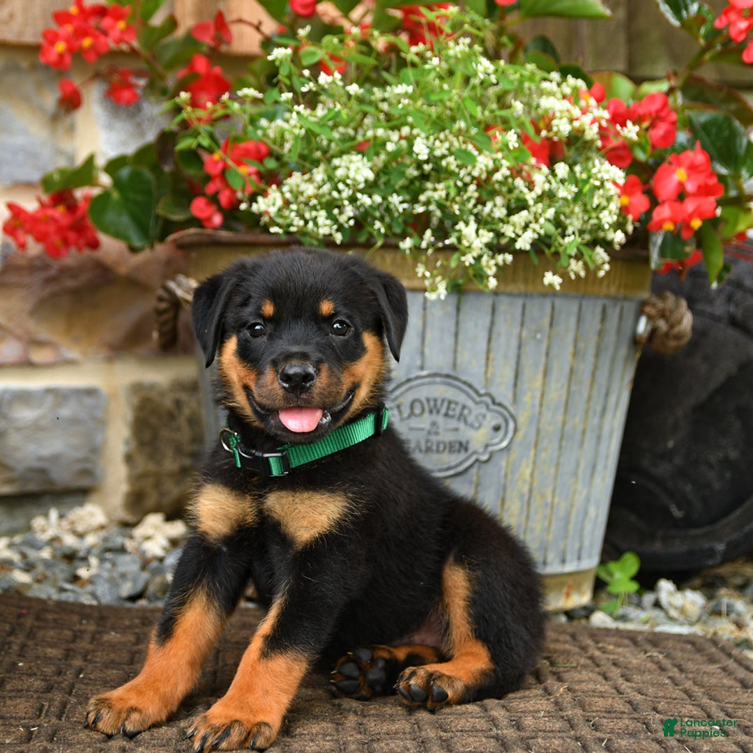 Rottweiler dogs for sale: Rottweiler 8 puppies - Image 20